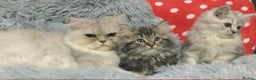 Persian cats for sale: Persian kittens - Advert 5