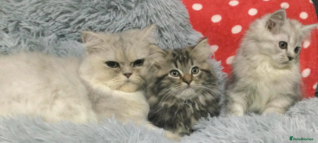 Persian cats for sale: Persian kittens - Advert 5
