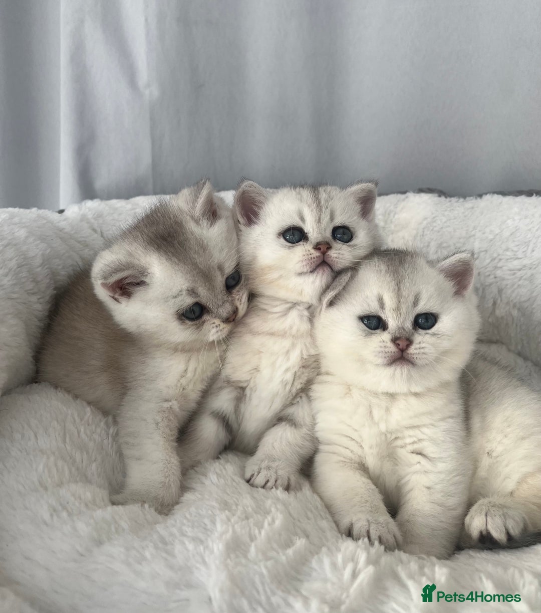 Scottish Fold cats for sale: Adorable Blue-Eyed Scottish Fold Kittens - Advert 9