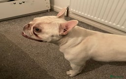 French Bulldog dogs for sale: George - Image 2