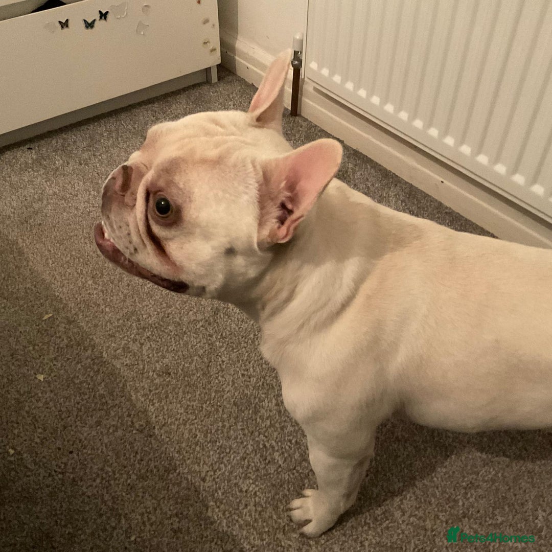 French Bulldog dogs for sale: George - Image 2