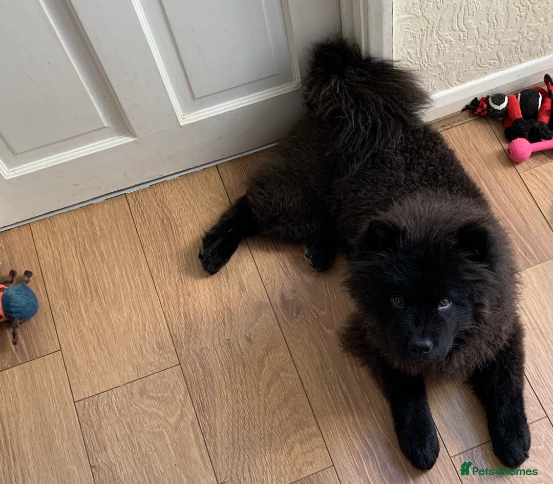 Chow Chow dogs for stud: Chow Chow Studs (Ragsbagsandbear Mating Services) - Advert 11