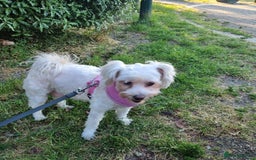Maltese dogs for sale: Little Mia looking for forever home  - Image 15