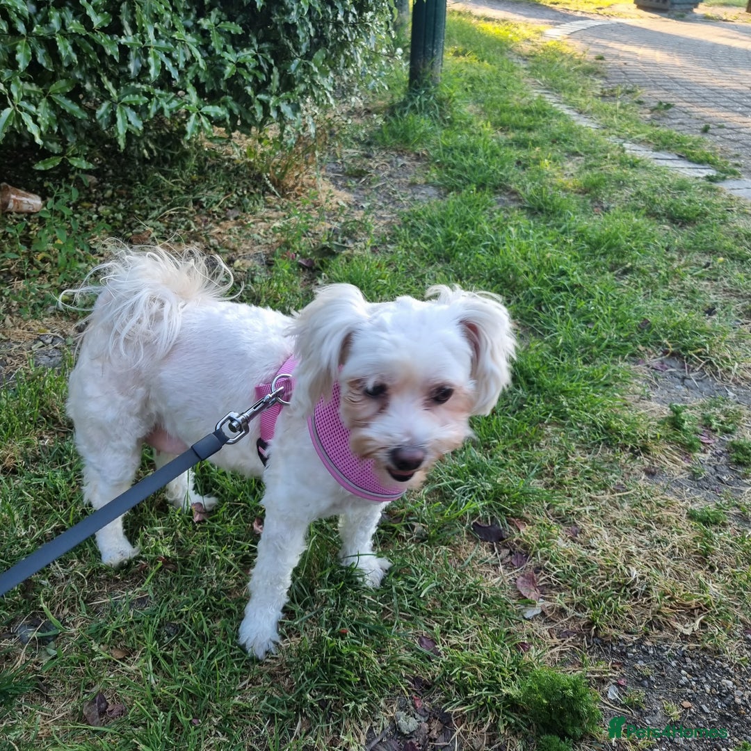 Maltese dogs for sale: Little Mia looking for forever home  - Image 15