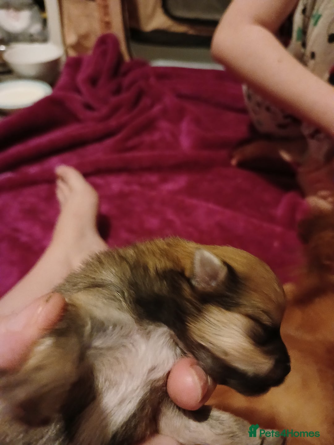 Pomeranian dogs for sale: Male pomerian  - Advert 5