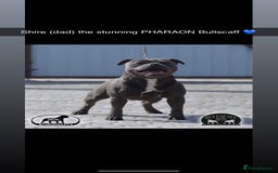 Staffordshire Bull Terrier dogs for sale: Beautiful blue staffy pups excellent pedigree  - Image 23