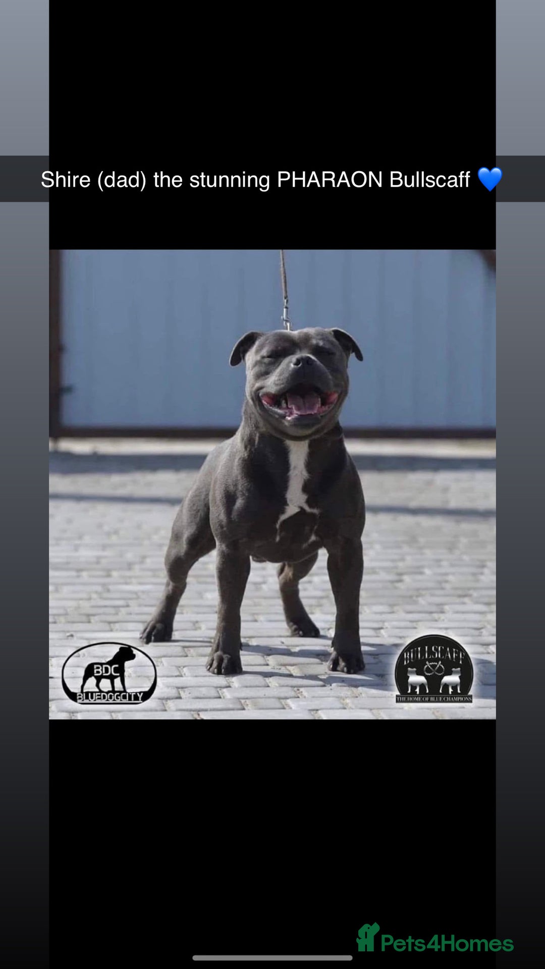 Staffordshire Bull Terrier dogs for sale: Beautiful blue staffy pups excellent pedigree  - Image 23