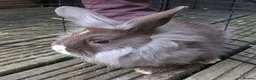 Mixed Breed rabbits for sale: Lionhead and Satin 12week old rabbits - Advert 17