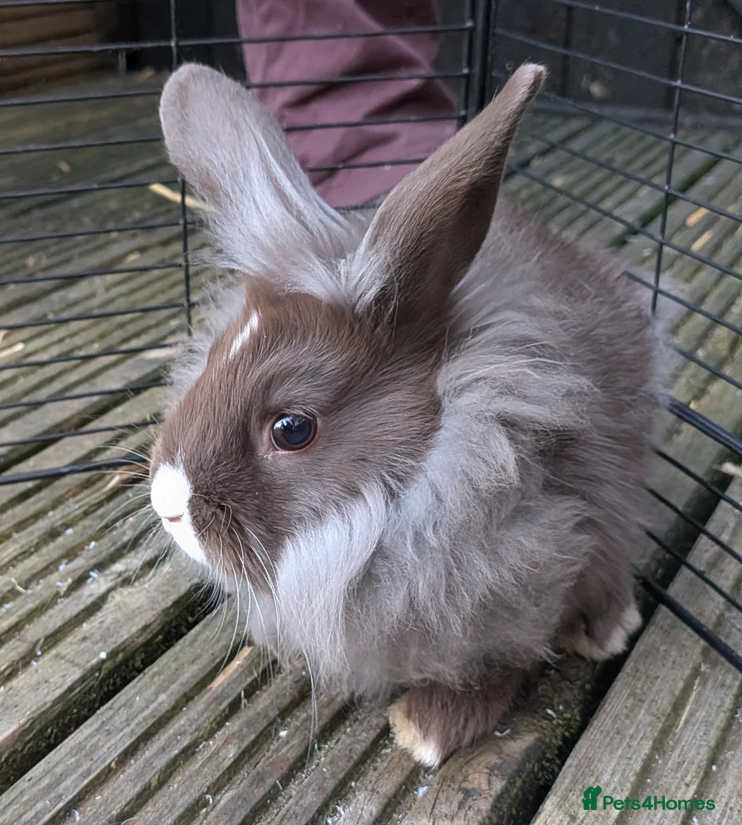 Mixed Breed rabbits for sale: Lionhead and Satin 12week old rabbits - Advert 17