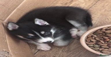 Utonagan dogs - Advert 5