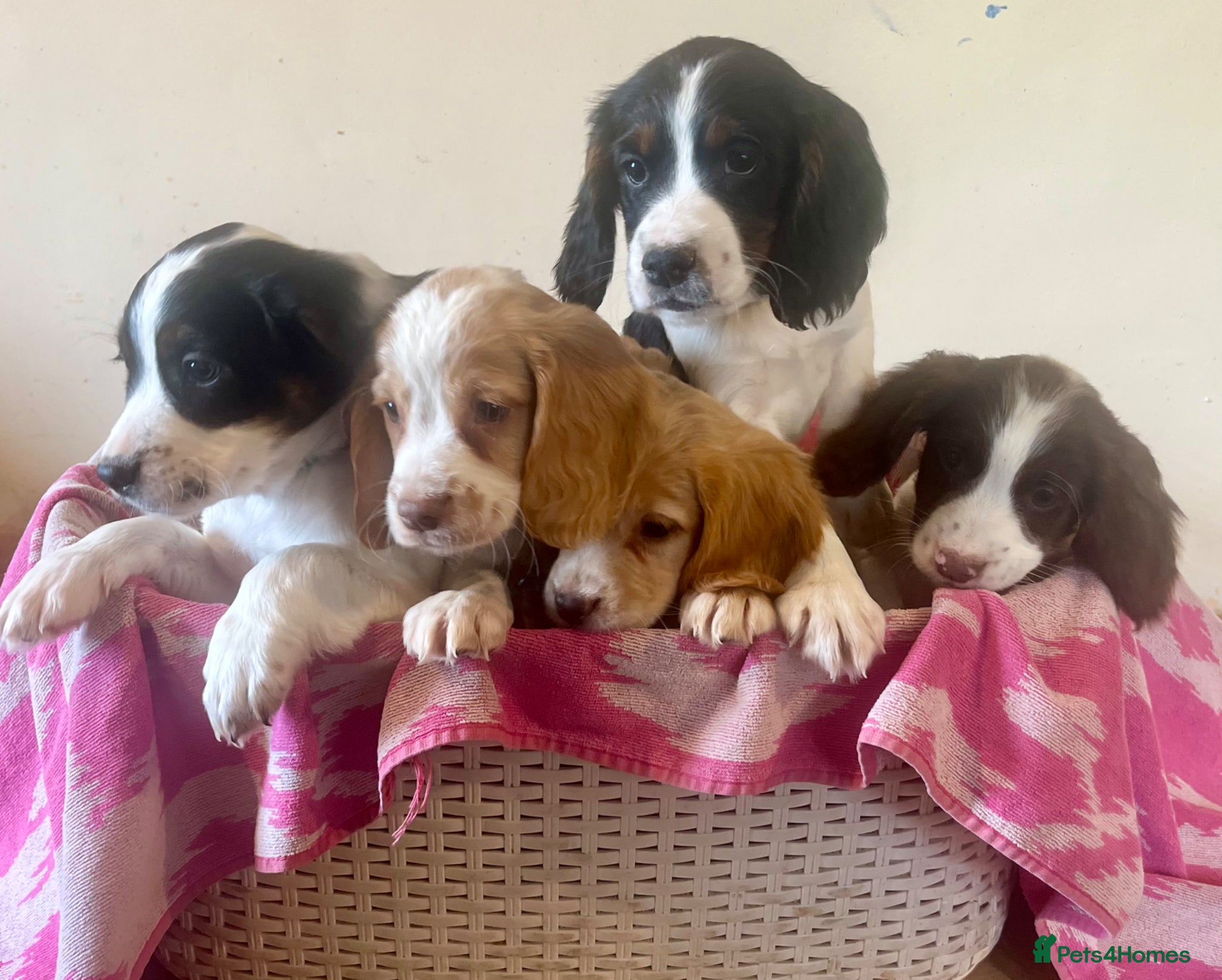 Cocker Spaniel dogs Beautiful cockers ready now  - Advert 1