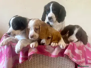 Cocker Spaniel dogs Beautiful cockers ready now - Advert 1