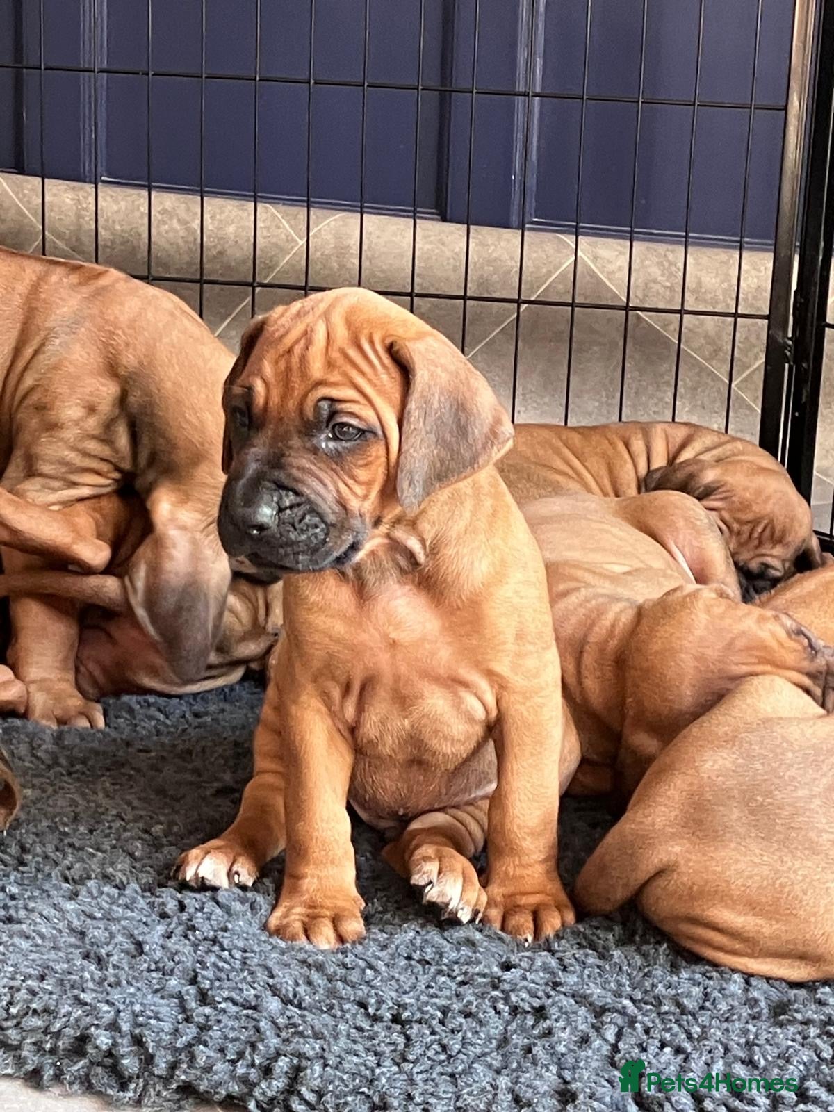 Rhodesian Ridgeback dogs for sale: 4th Generation, KC Registered, Exceptional Litter - Advert 3