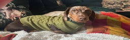 Miniature Dachshund dogs for sale: Dapple miniature Dachshund  - Advert 2