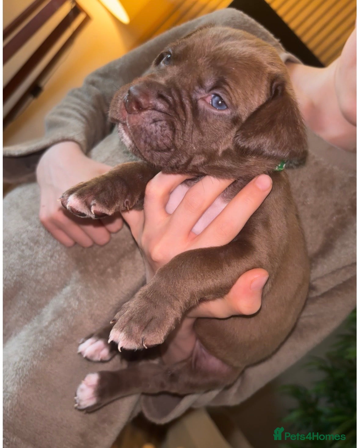 Mixed Breed dogs North American mastiff X boerboel (5 pups left)  - Advert 2