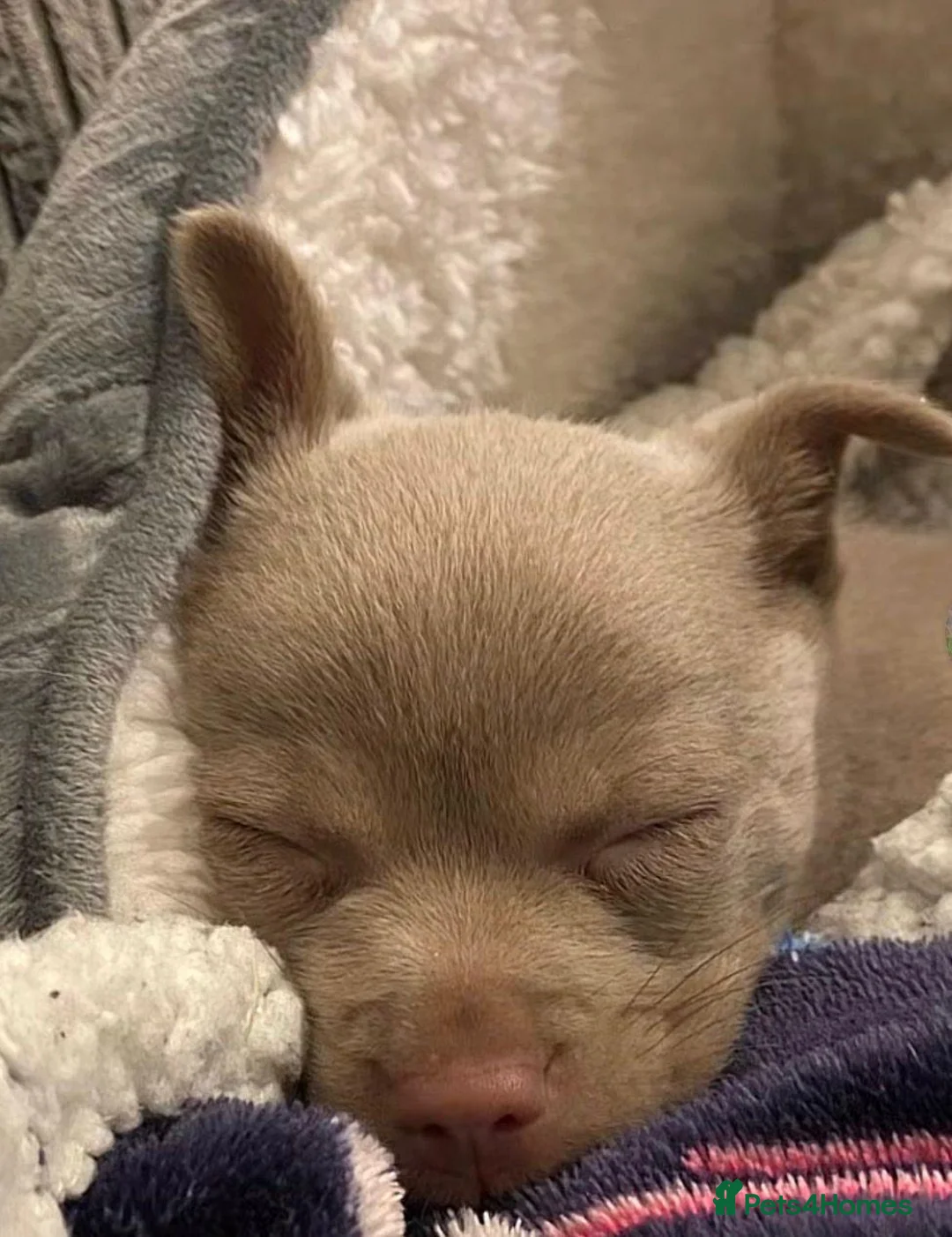 Pomchi dogs for sale: Teddy Pomchi  in Whitley Bay - Advert 7