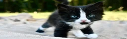 Ragdoll cats for sale: THE MOST BEAUTIFUL KITTENS  - Advert 11