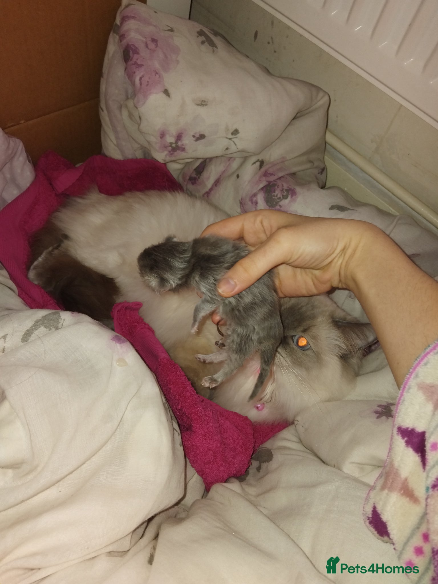 Mixed Breed cats Chinchilla ragdoll pedigree  - Advert 13