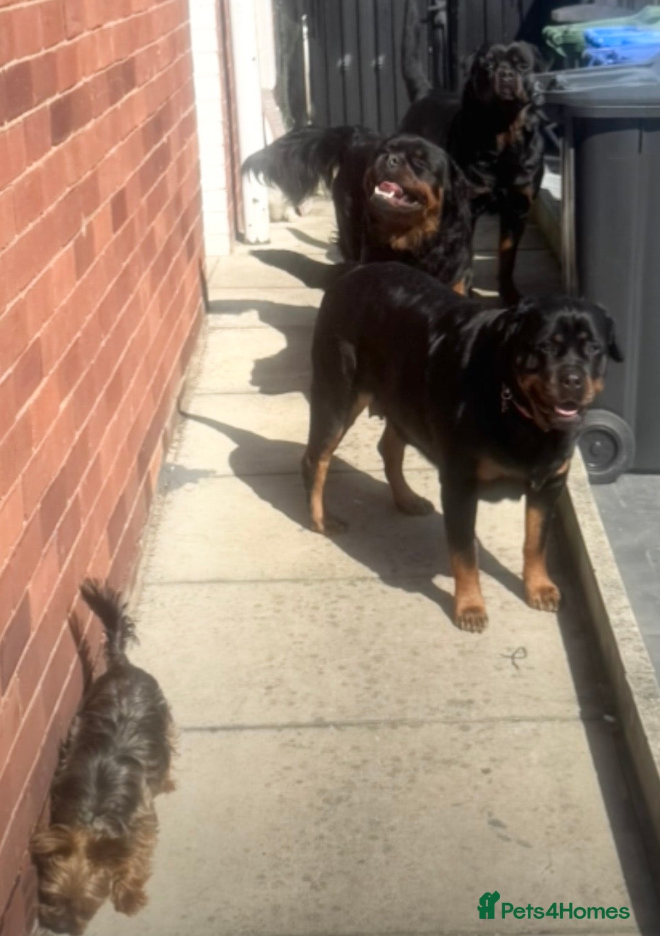 Rottweiler dogs Chunky Rotwieler pups for sale  - Advert 2