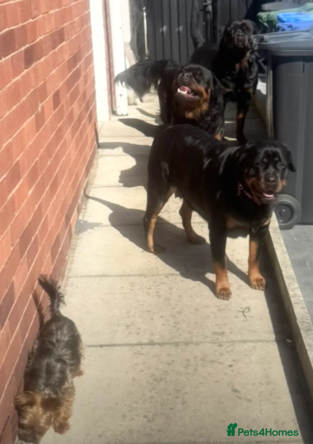 Rottweiler dogs for sale: Chunky Rotwieler pups for sale  in Manchester - Advert 2