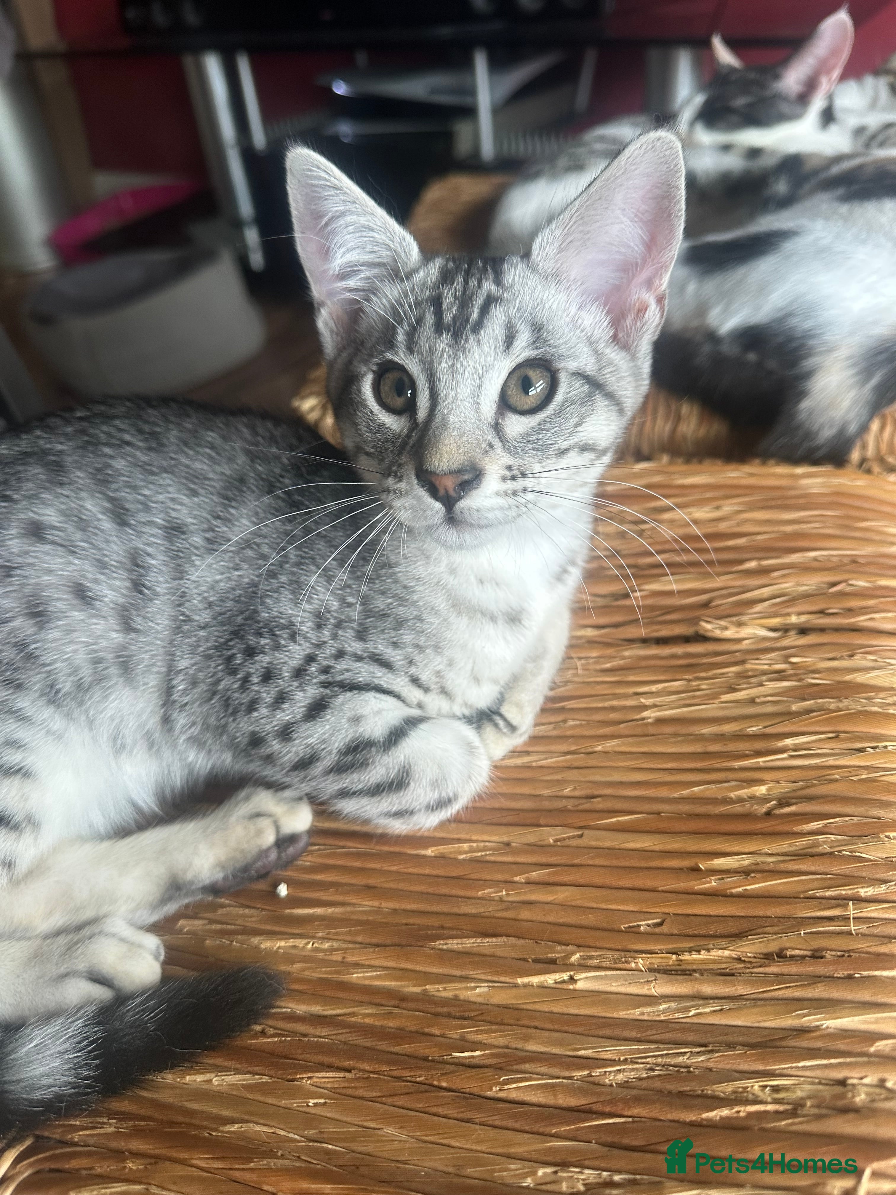 Mixed Breed cats for sale: Amazing Crossed Bengals Available  - Advert 7