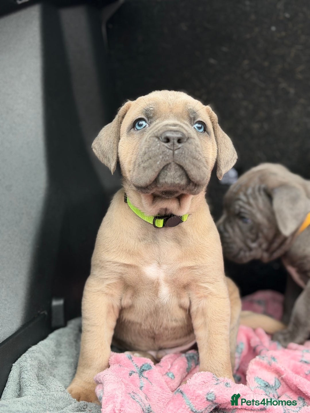 Cane Corso dogs for sale: ICCF Registered Cane Corsos  - Advert 3