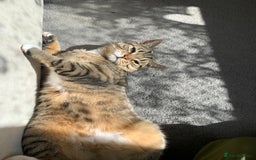 British Shorthair cats for sale: Tabby British Shorthair Cat - Image 1