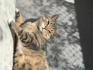 British Shorthair cats - Advert 22