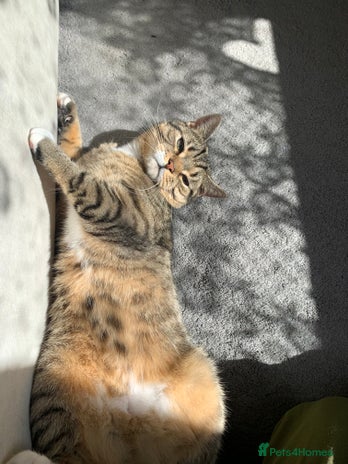 British Shorthair cats - Advert 24