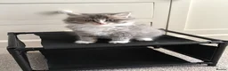 British Longhair cats for sale: Stunning British Longhair Kittens  - Advert 6