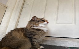 Mixed Breed cats for sale: Coco cat for sale - Image 5