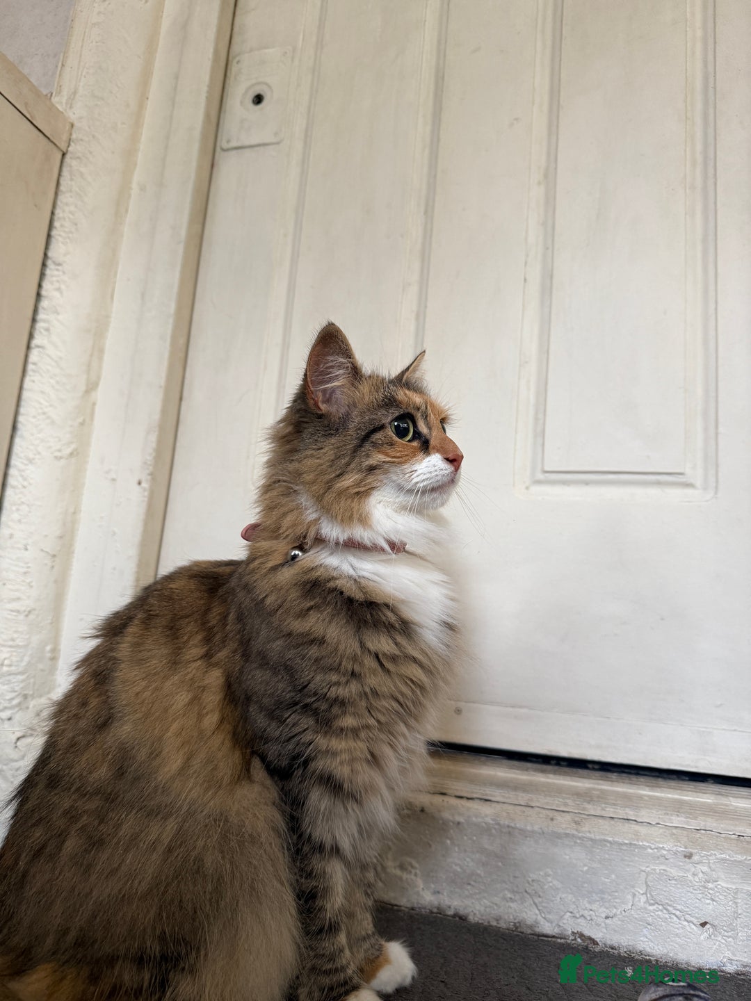 Mixed Breed cats for sale: Coco cat for sale - Image 5