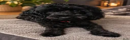 Cockapoo dogs for sale: F1 cockapoo girl in Coatbridge - Advert 2