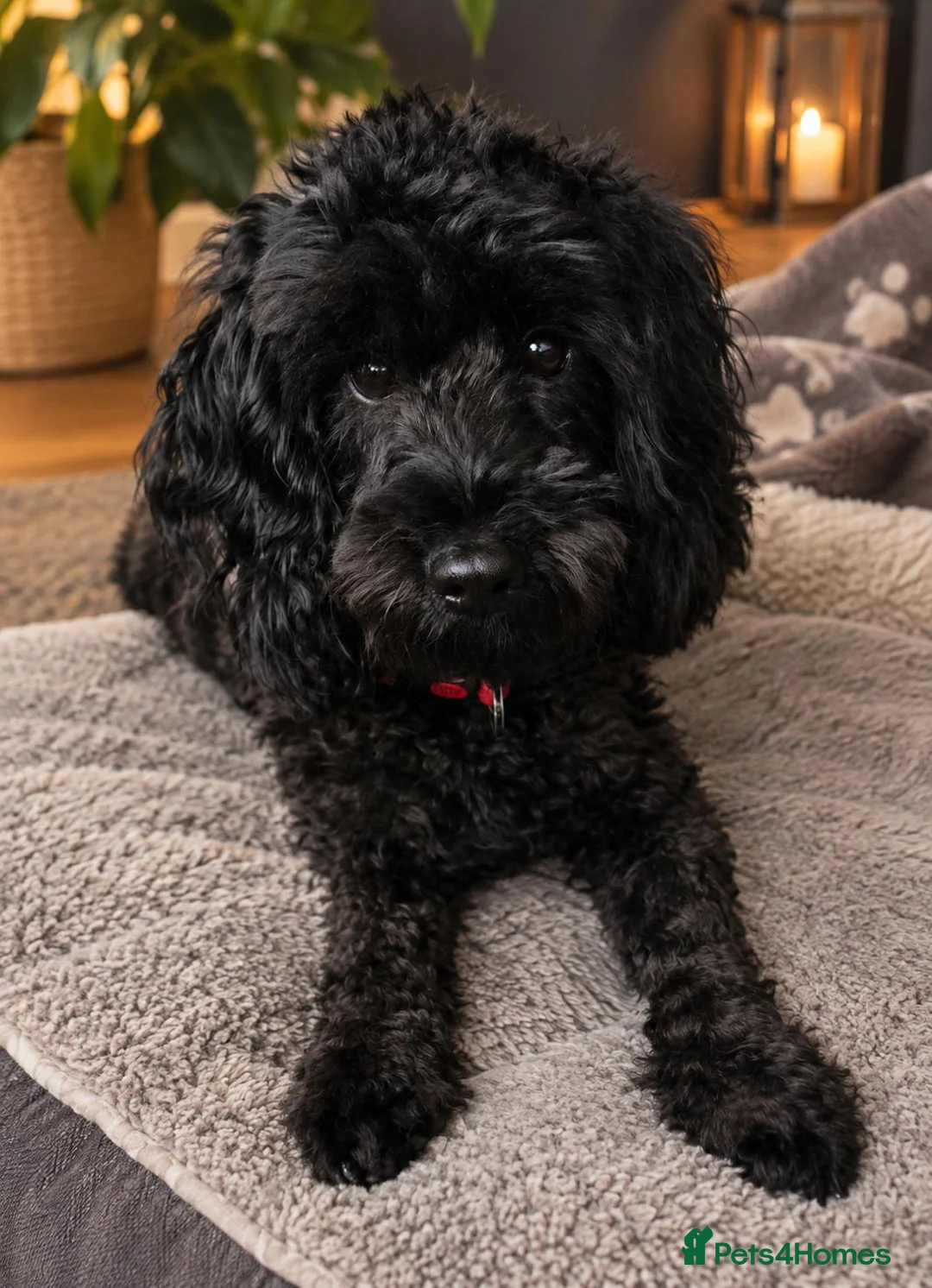Cockapoo dogs for sale: F1 cockapoo girl in Coatbridge - Advert 2