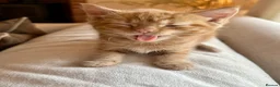 Mixed Breed cats for sale: Beautiful Ginger Kittens  - Advert 13