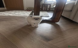 Ragdoll cats for sale: Mitted Blue Point Ragdoll  - Image 5