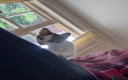 Mixed Breed cats for sale: Male kitten ready for his forever home.  - Image 9
