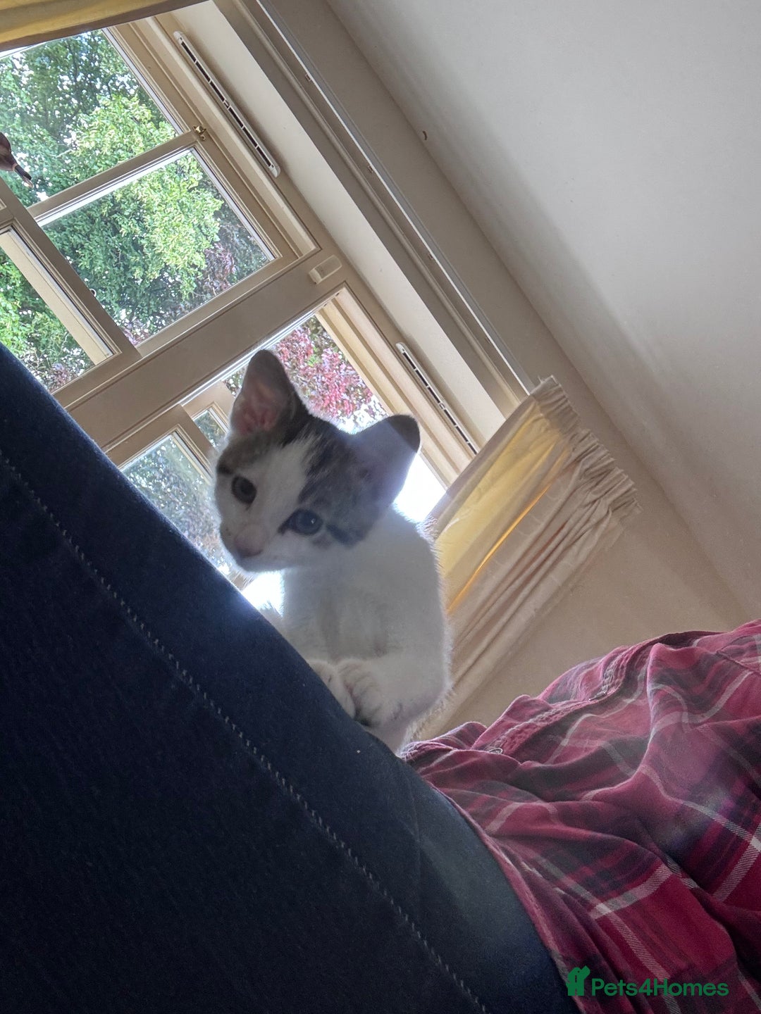 Mixed Breed cats for sale: Male kitten ready for his forever home.  - Image 9