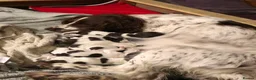 English Springer Spaniel dogs for sale: Springer spaniel pups in Winchester - Advert 2