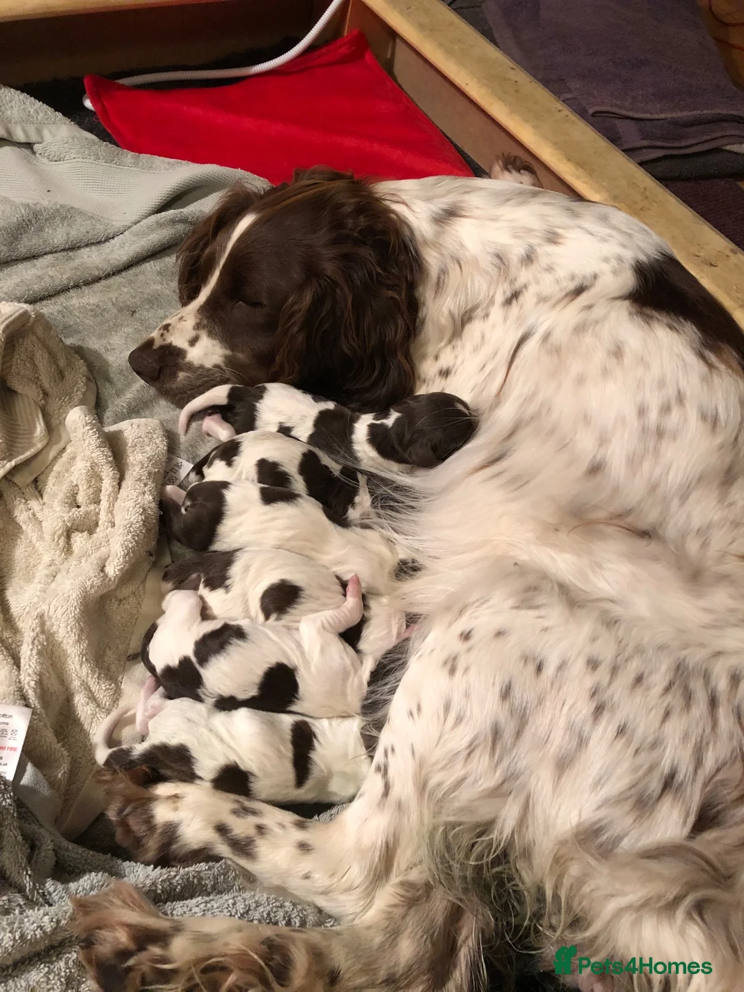 English Springer Spaniel dogs for sale: Springer spaniel pups in Winchester - Advert 2