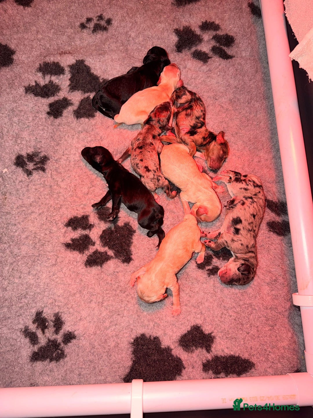 Cockapoo dogs for sale: Beautiful mixed Merle F2B Cockapoos  - Image 1