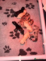 Cockapoo dogs Beautiful mixed Merle F2B Cockapoos - Advert 2