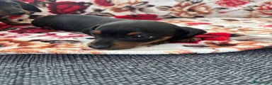 Dachshund 1