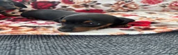 Dachshund dogs for sale: Beautiful nine week old dash hound puppies - Advert 7