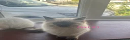 Ragdoll cats for sale: Stunning ragdoll girls for sale  in Grays - Advert 8