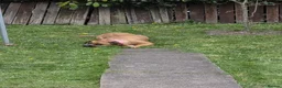 Bullmastiff dogs for sale: Bella - Advert 9