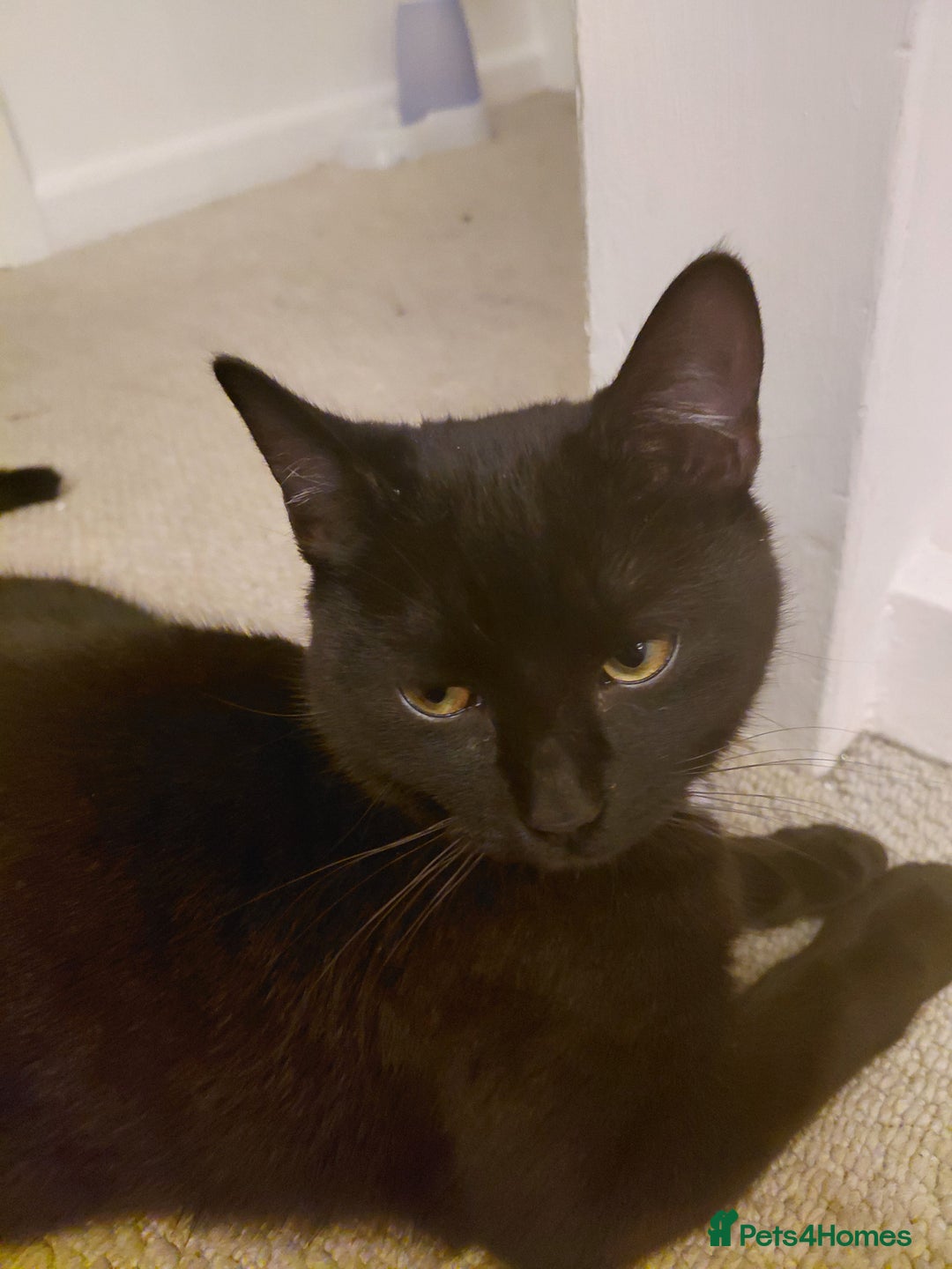 Domestic Shorthair cats for sale: 6 month old girl - Advert 2