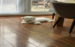 Maltese dogs for sale: Puppy - Image 12