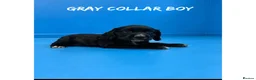 Cocker Spaniel dogs for sale: Working cocker spaniel puppies  - Advert 14