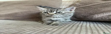 Tabby male